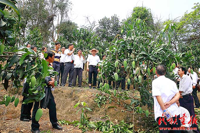 勐底农场:云岭山乡气象新 图片报道 第2张-民族画报